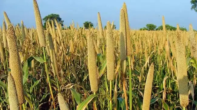 Millet-Grains-Nutritional-Quality-Processing-and-Potential-Health-Benefits Organic Sphere