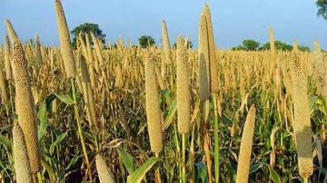 Millet-Grains-Nutritional-Quality-Processing-and-Potential-Health-Benefits Organic Sphere