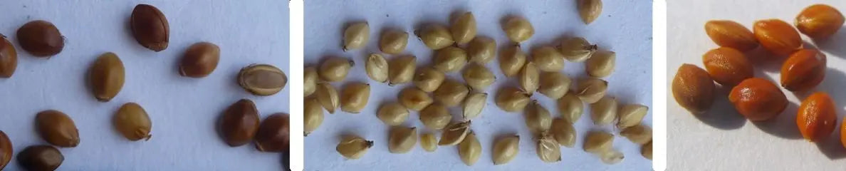 History-of-Millets-Ancestors-Food Organic Sphere