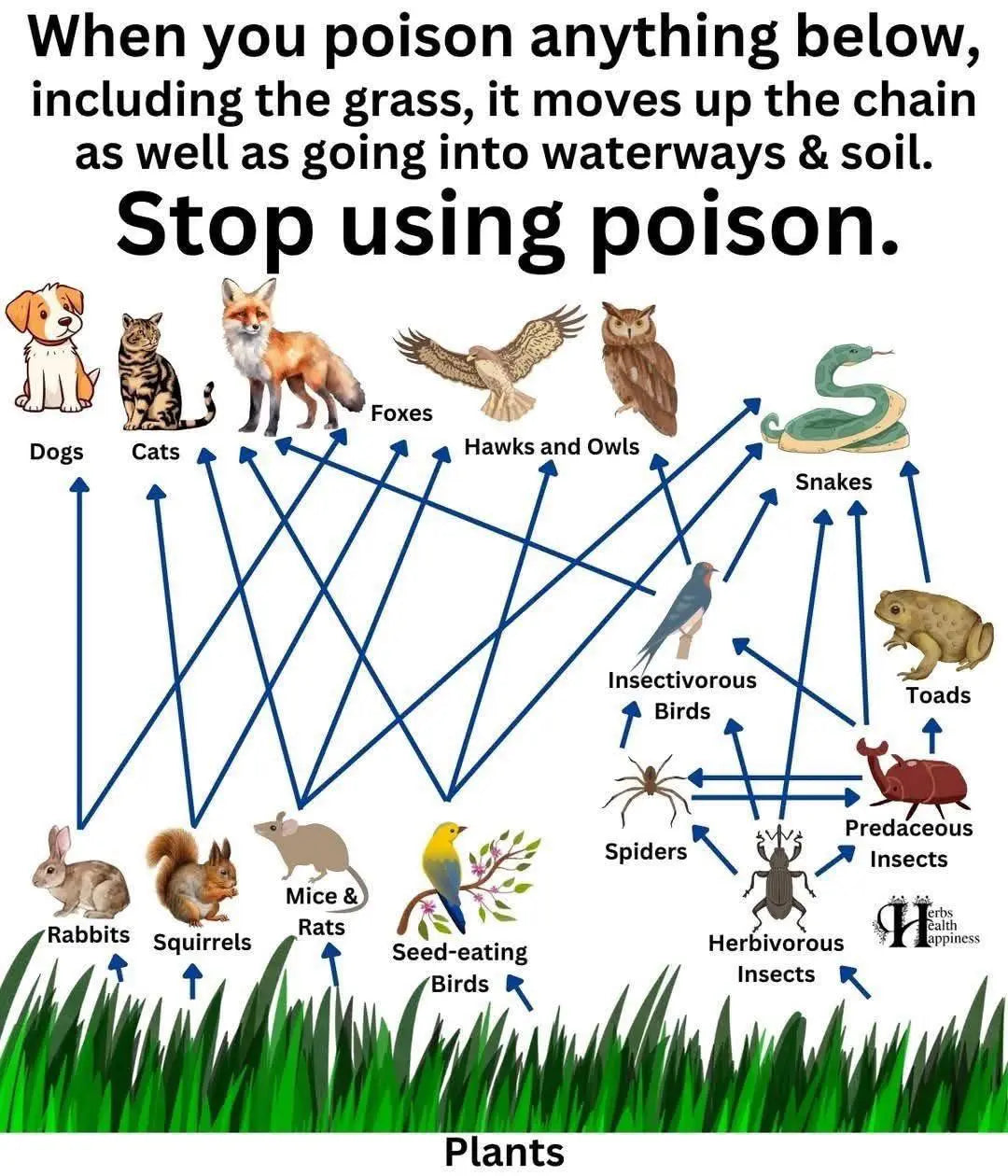 The-Dangers-of-Poison-How-Pest-Control-Harms-Ecosystems Organic Sphere