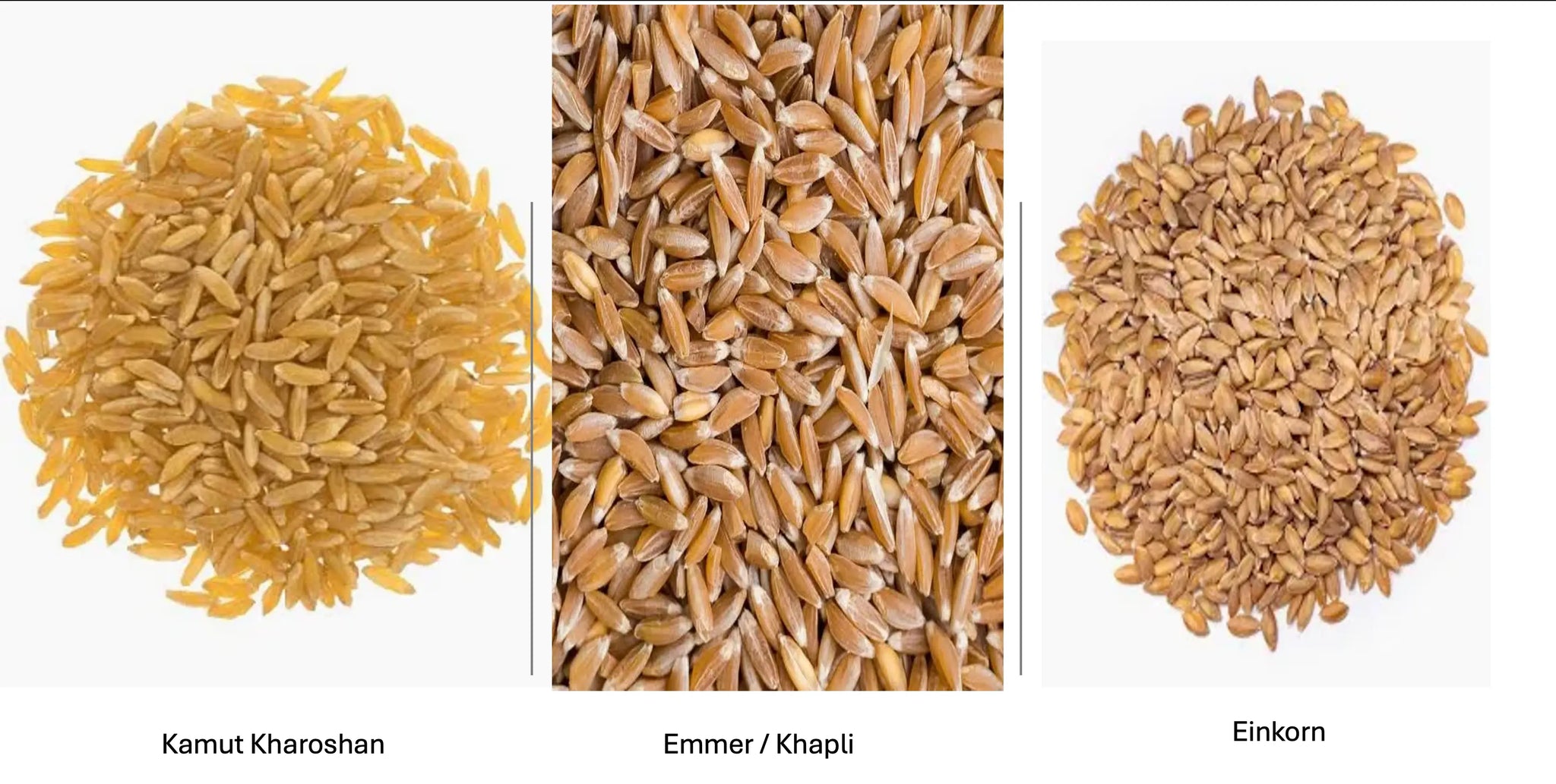 The-Ancient-Grains-Renaissance-Einkorn-Emmer-Khapli-and-Khorasan-Kamut Organic Sphere