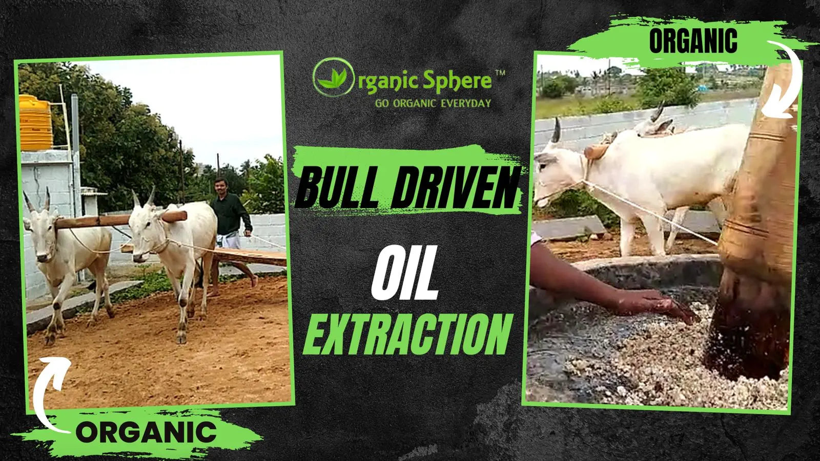 Shankar-the-Bull-The-Patient-Oil-Maker Organic Sphere