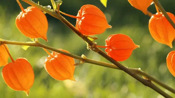 Ashwagandha-It-s-Powerful-Health-and-Beauty-Benefits-You-Didn-t-Know-About Organic Sphere