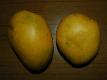 Importing-Mangos-Roller-coaster-ride Organic Sphere