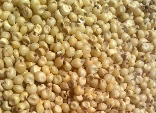 great-millet-2fsorghum-500x500.jpg