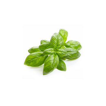 Basil Oil - 100 gms