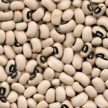 Cowpea Dal (Can Sprout) Organic Sphere LLC