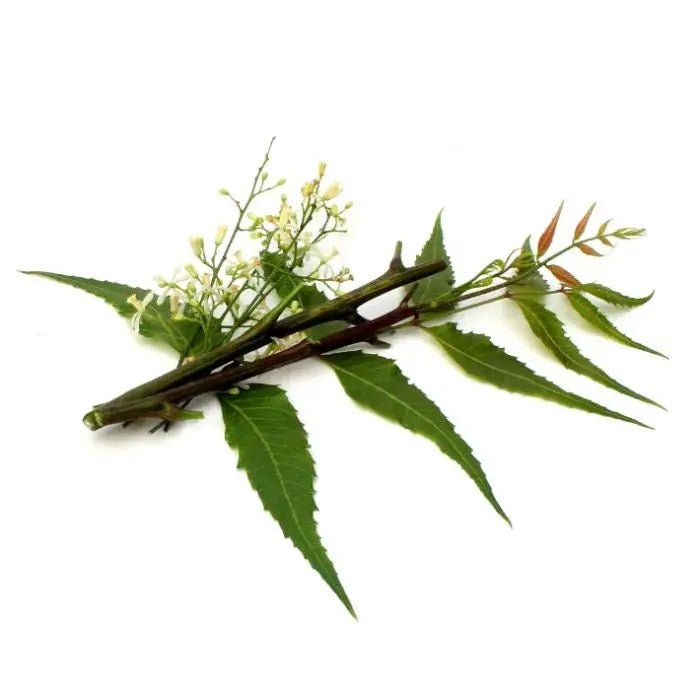 Unrefined Cold Pressed Neem Oil Organic Sphere